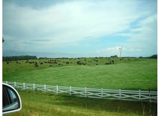 Conduite sanitaire du troupeau