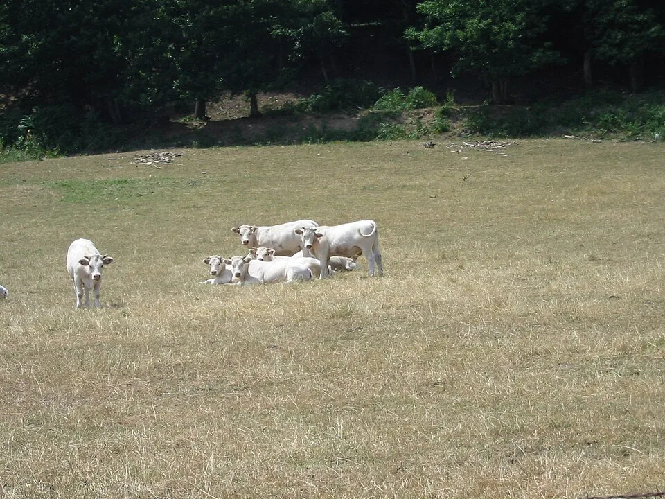 Gestion du renouvellement