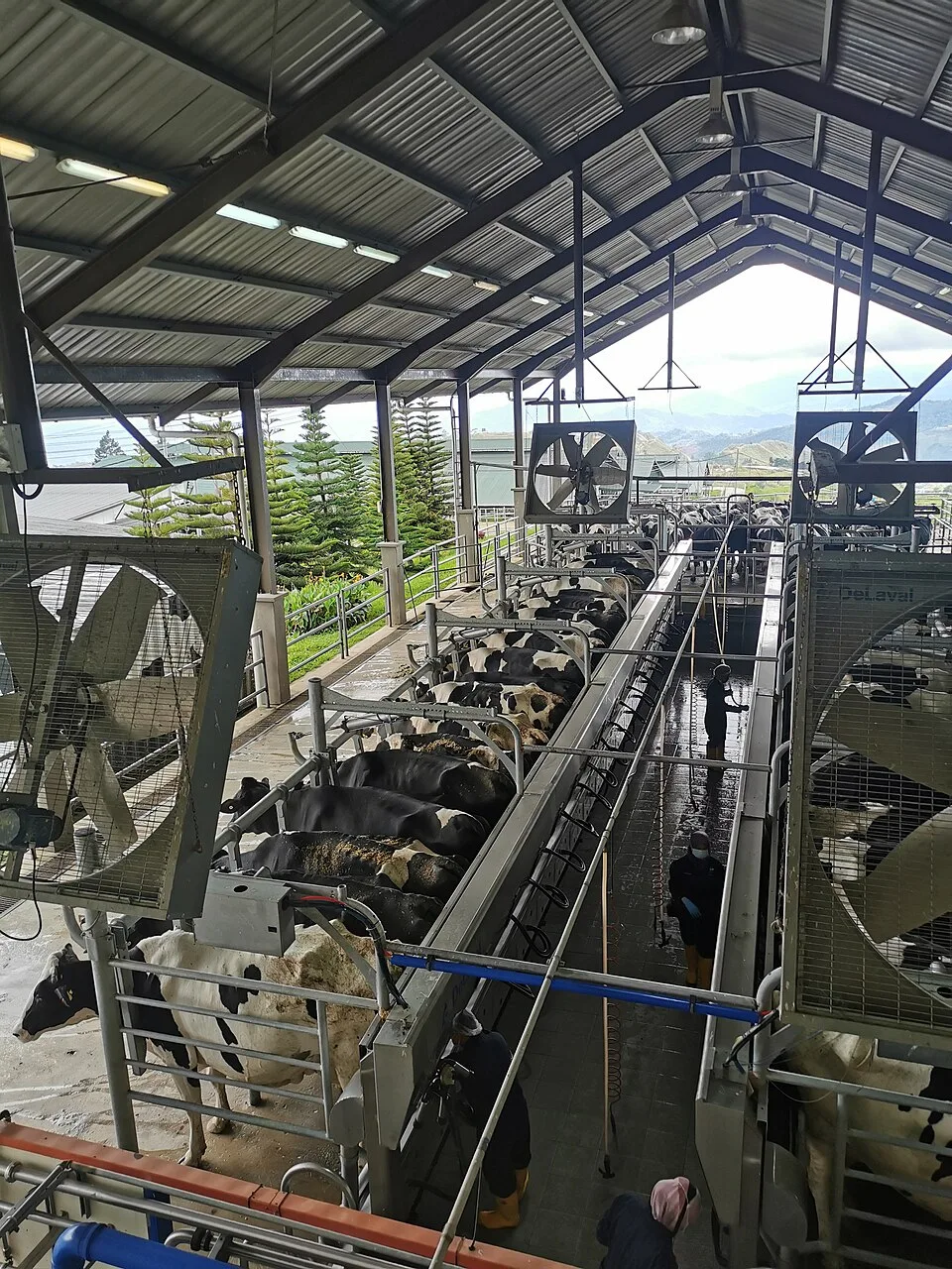 Productivité laitière