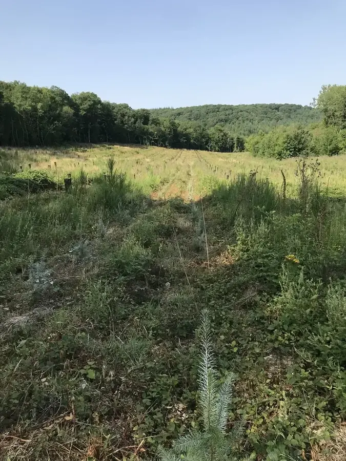 le c ur des bois — photo 1