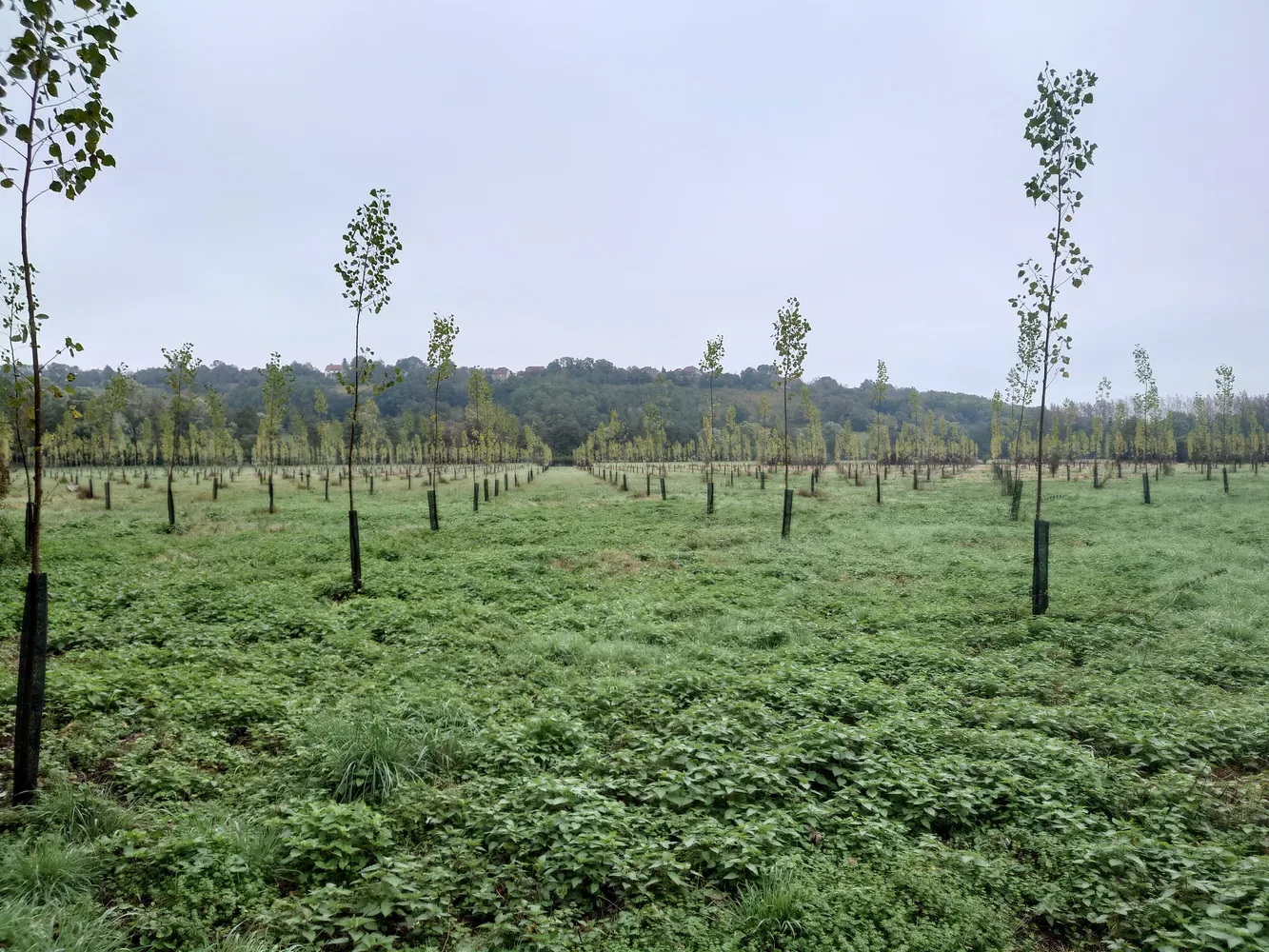 le bois de l etang — photo 1