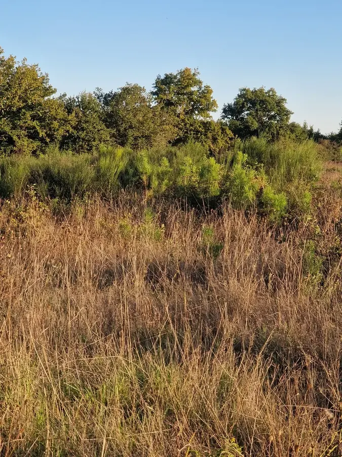 le bois joubert — photo 1