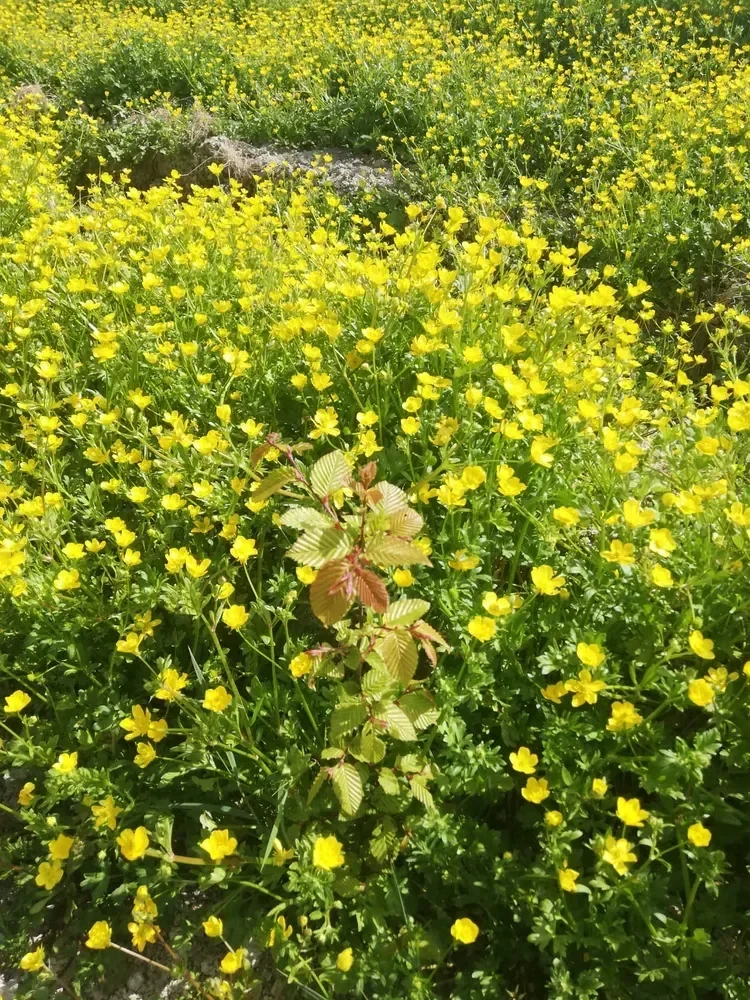 le bois de saint hubert — photo 1