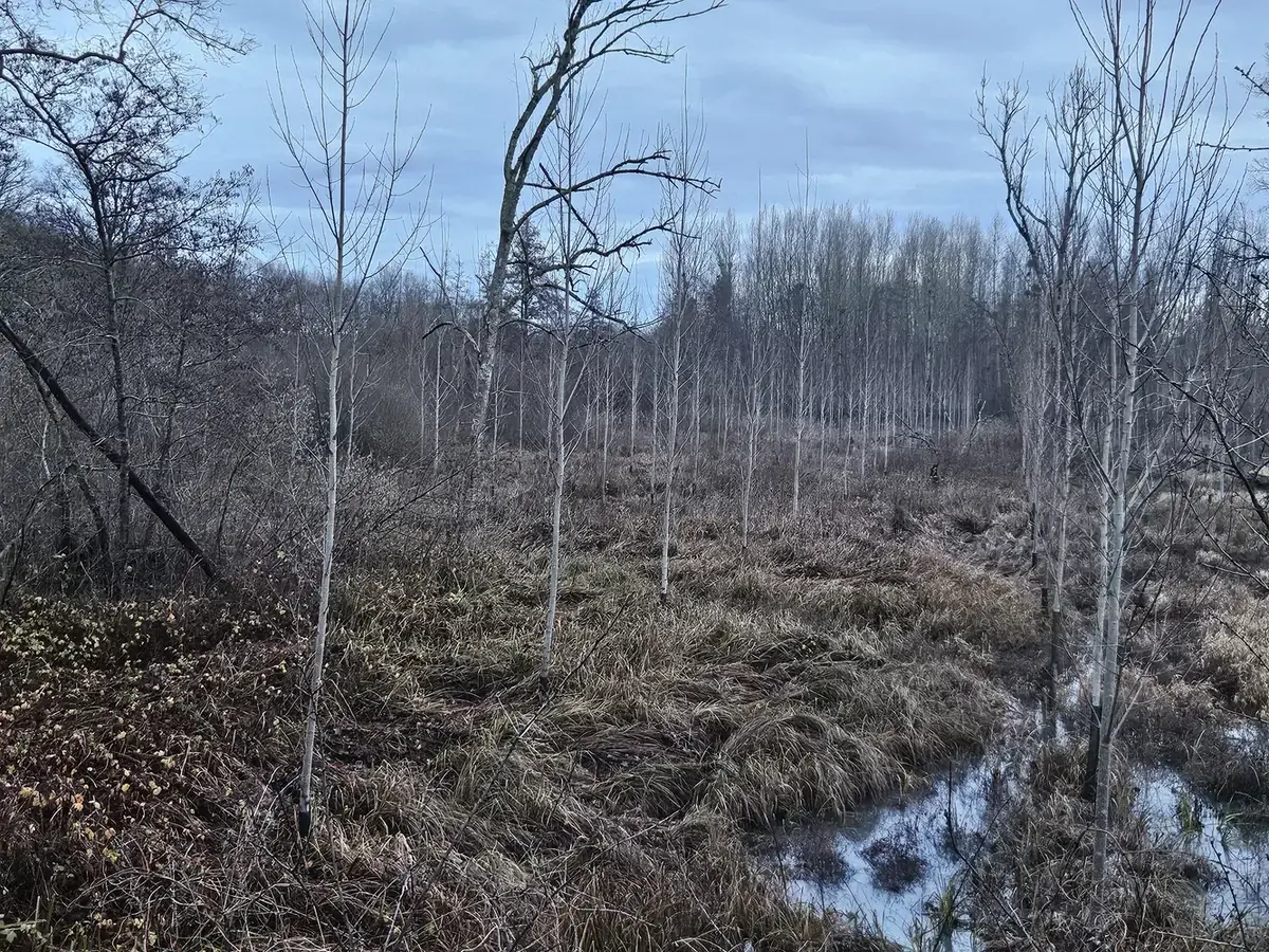 le bois de l harmenault — photo 1
