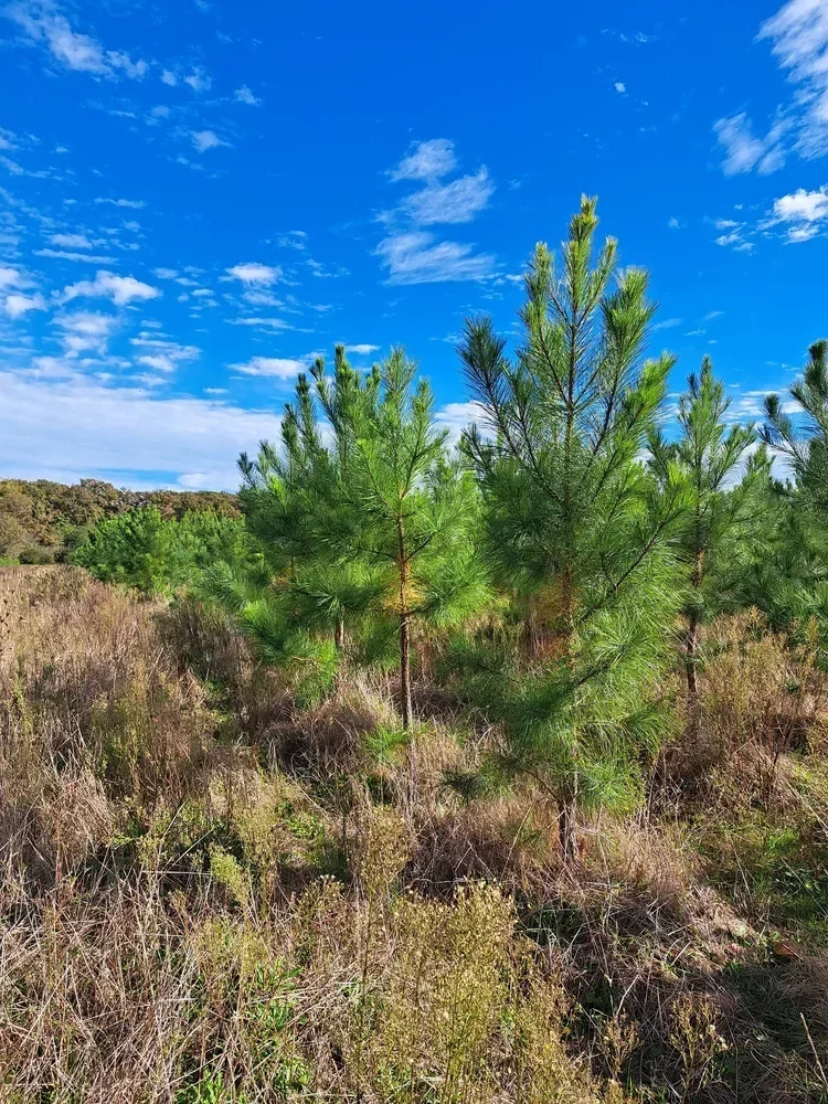 le bois de franchon — photo 1