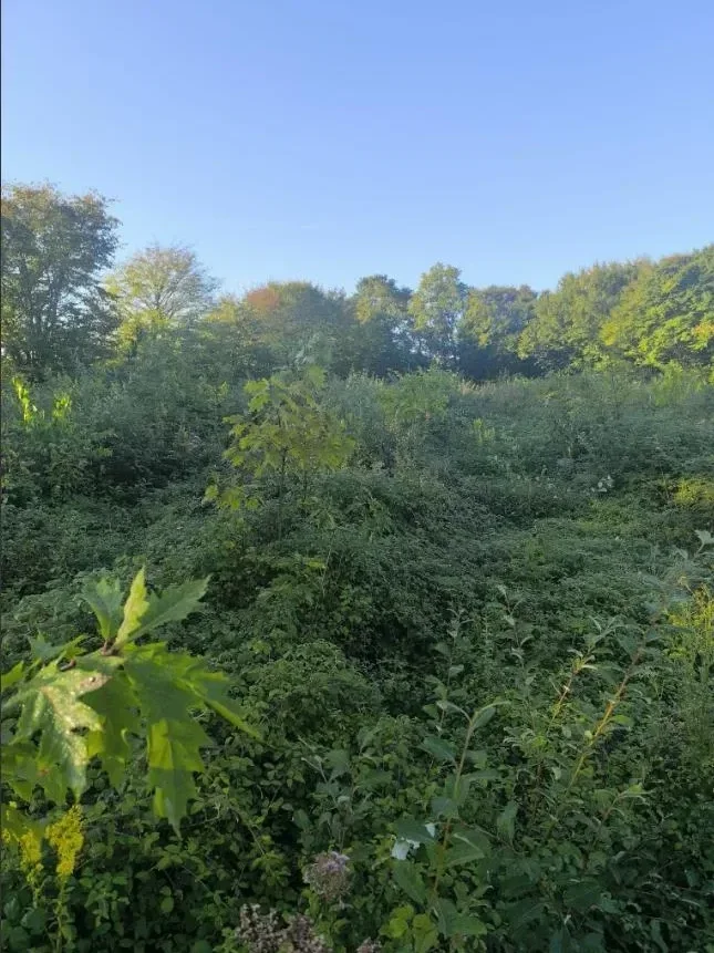 le bois de crussole — photo 1