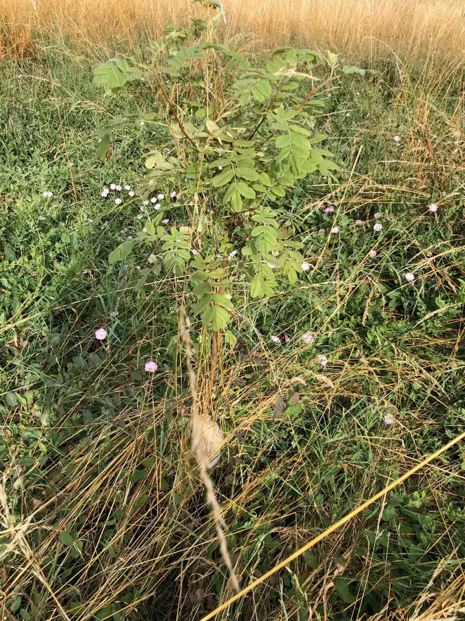 le bois de la clef — photo 1