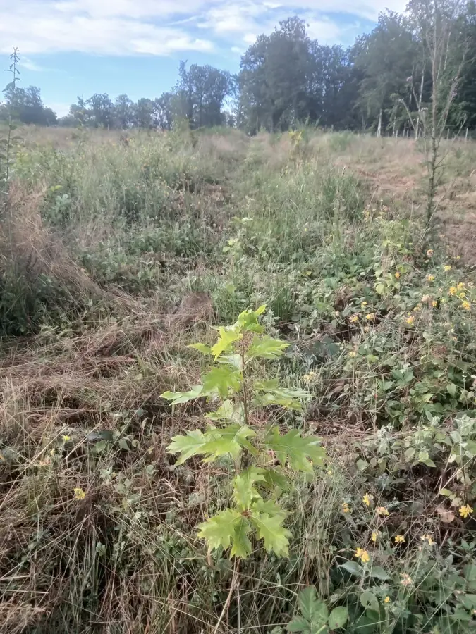 le bois des limons — photo 1