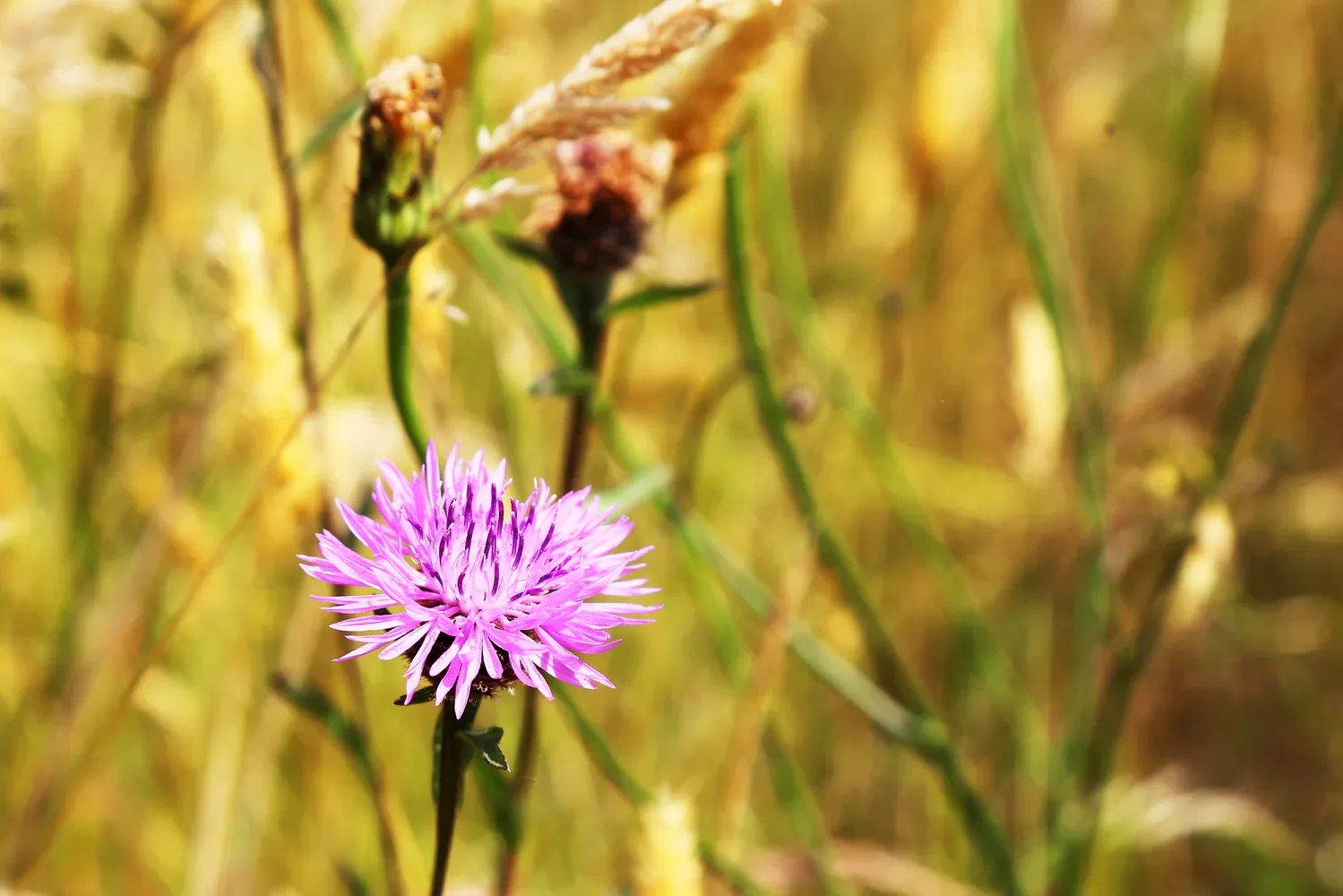 le bois du fief des ormeraies — photo 1