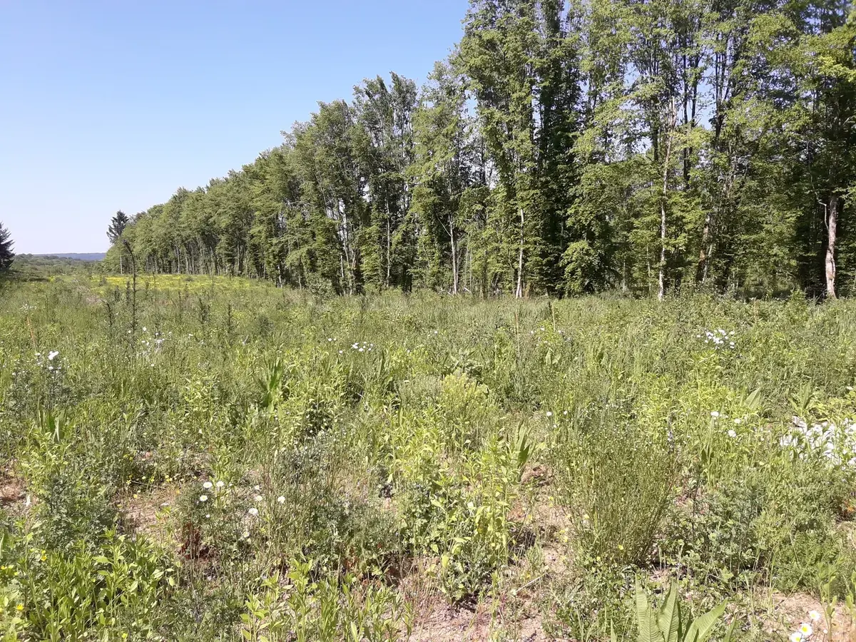 la foret de l etoile — photo 1