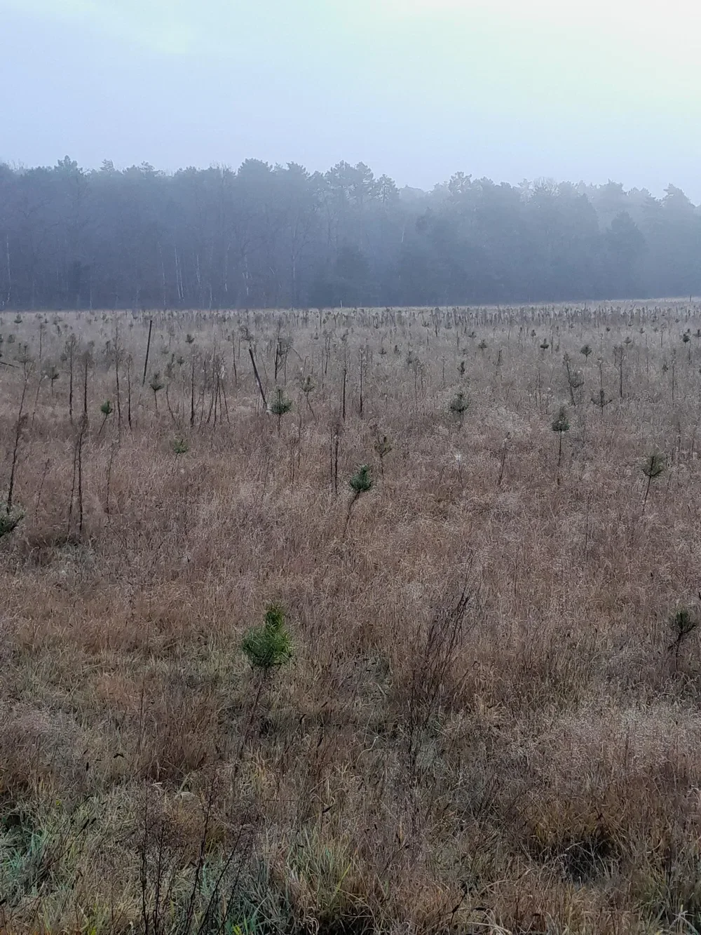le bois des noyers — photo 1