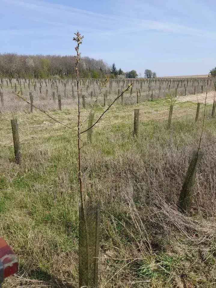 le bois des fontaines — photo 1