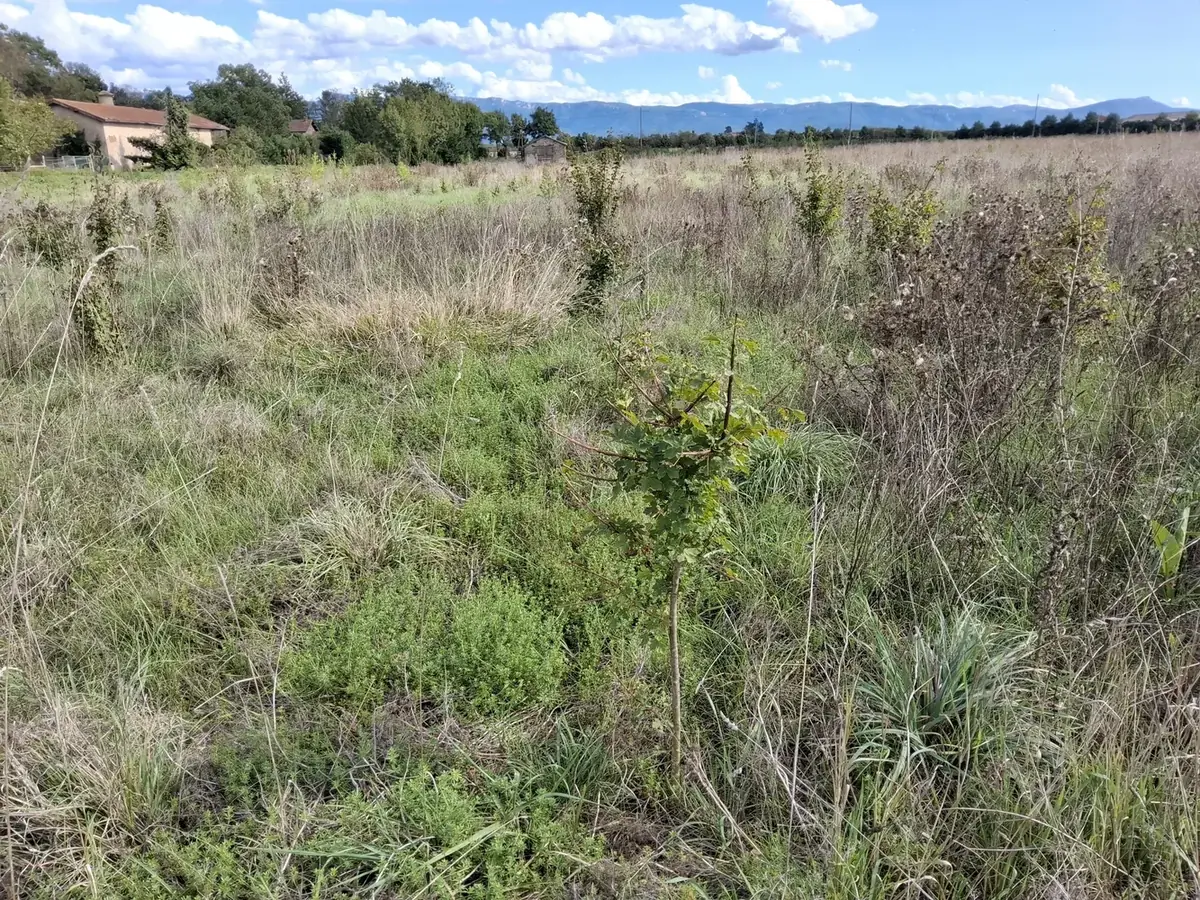 le bois d alix — photo 1