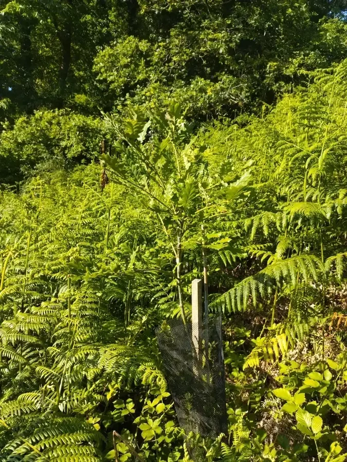 le bois du coteau — photo 1