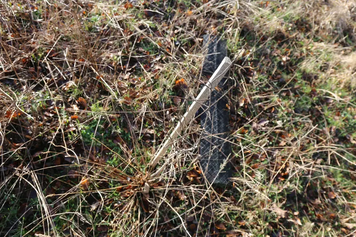 le bois de la loge — photo 1