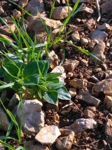 les terres regenerees du pommier — photo 1