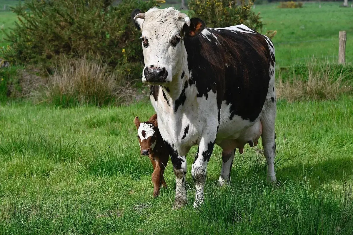 les patures du sentier 091 008 — photo 1