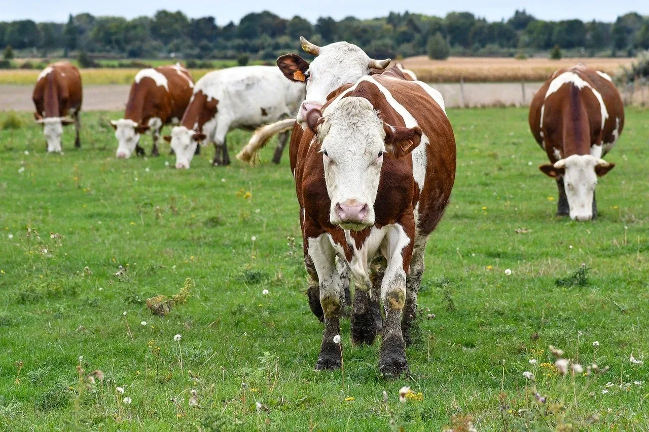 les herbages du tilleul 091 016 — photo 1