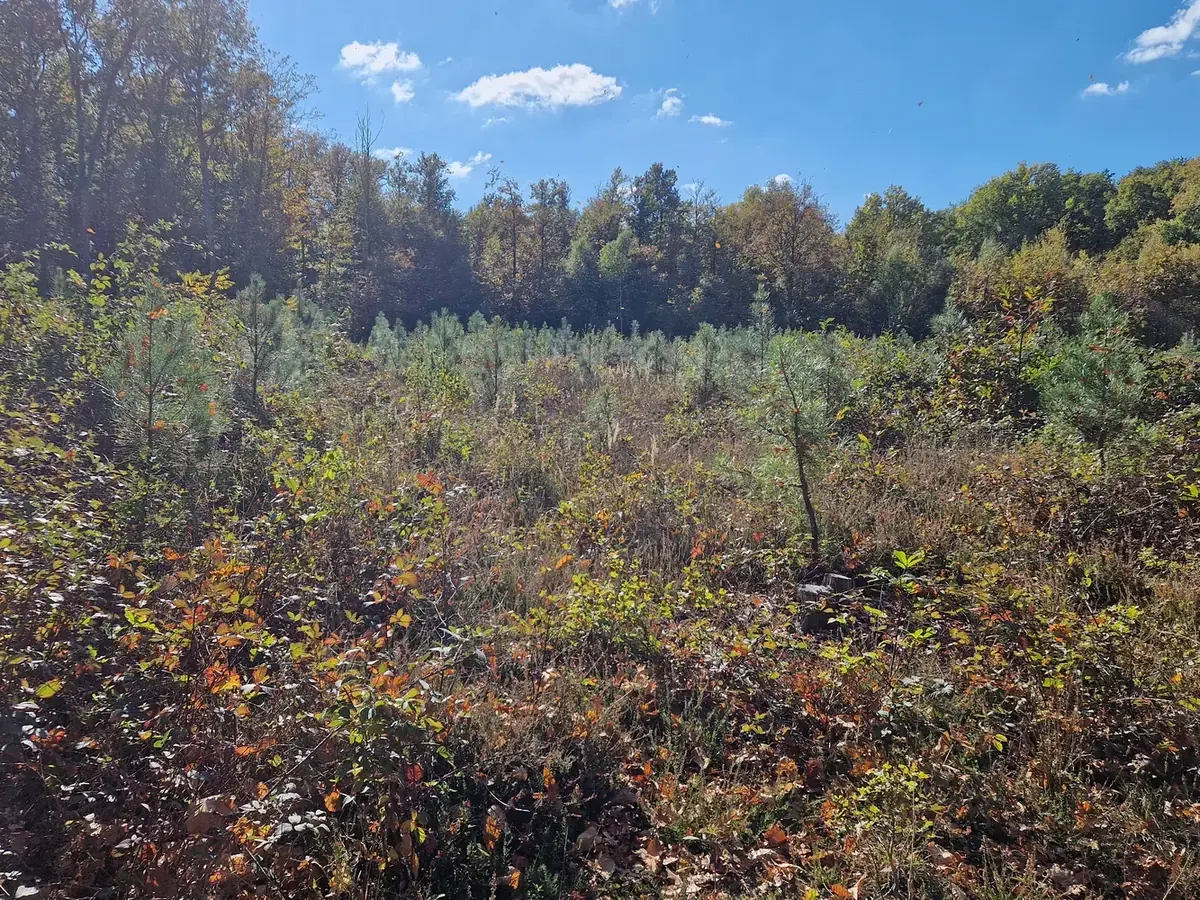 le bois de l orangerie — photo 1