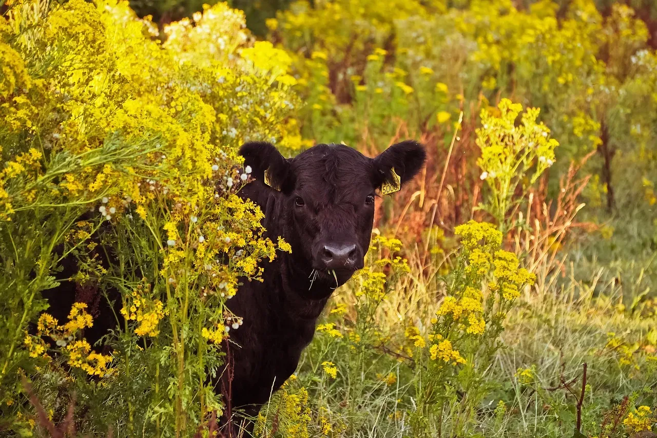 les pres fleuris du ruisseau 195 002 — photo 1