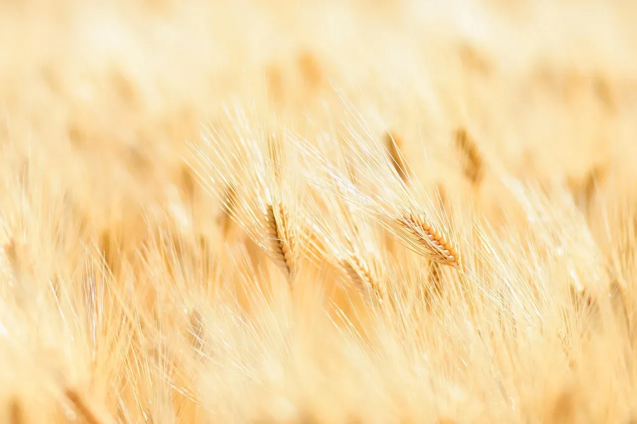 les terres vivantes de maget — photo 1