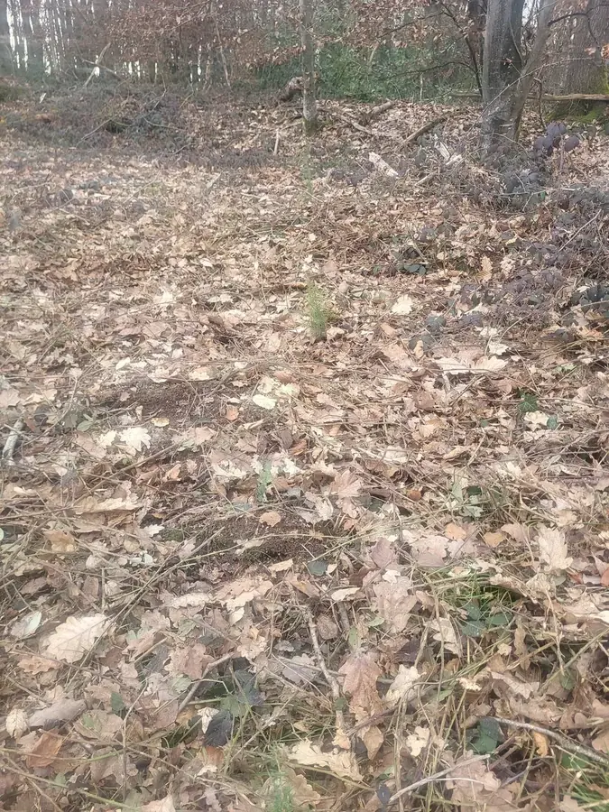 le bois du bourbonnais — photo 1