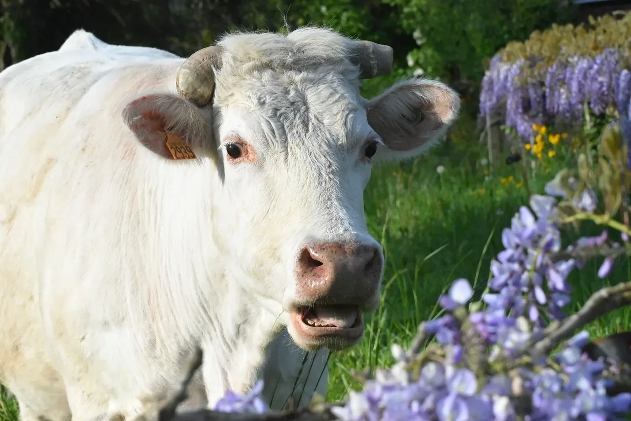les paturages de prajo guen 237 000 — photo 1