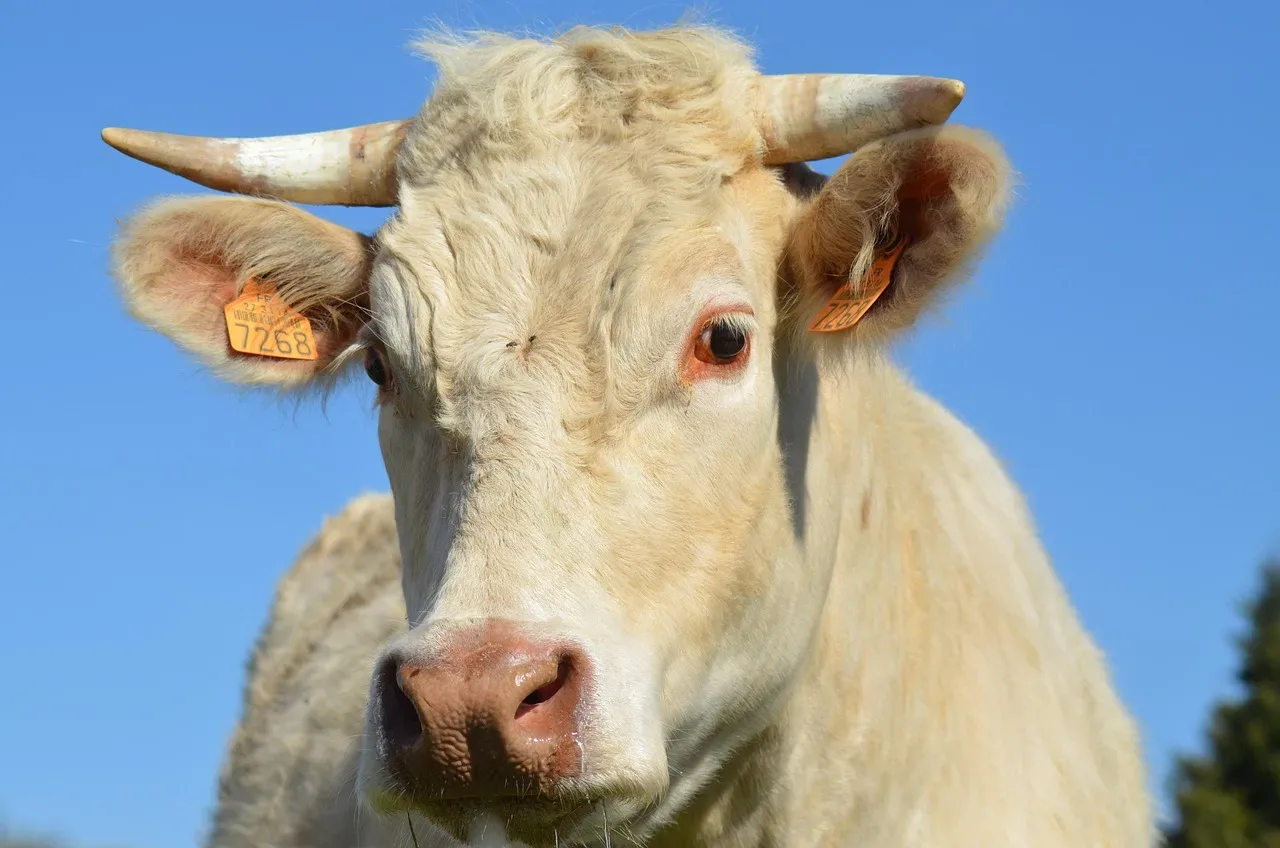 les paturages du bois 241 005 — photo 1