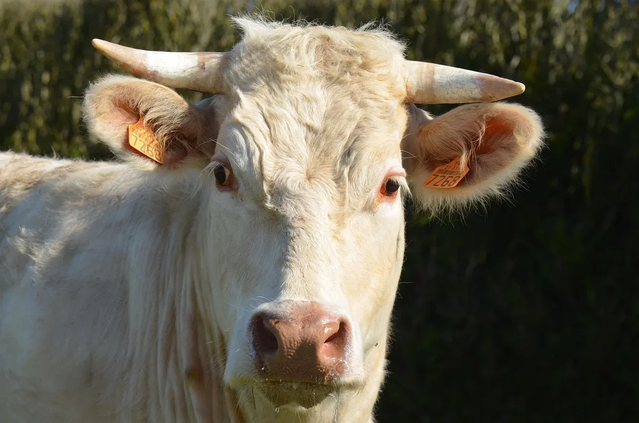 les patures du chene 241 011 — photo 1