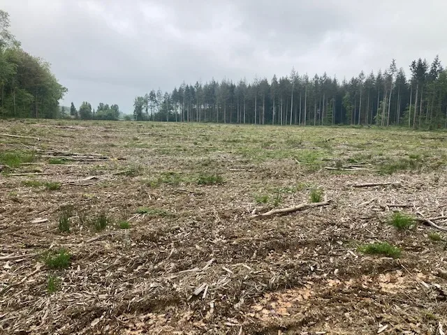 le bois du grand boulat — photo 1