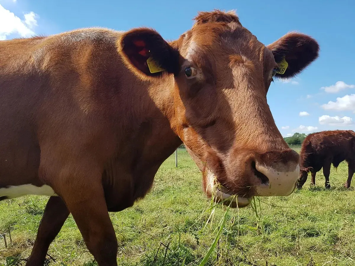 les paturages du noyer 267 003 — photo 1