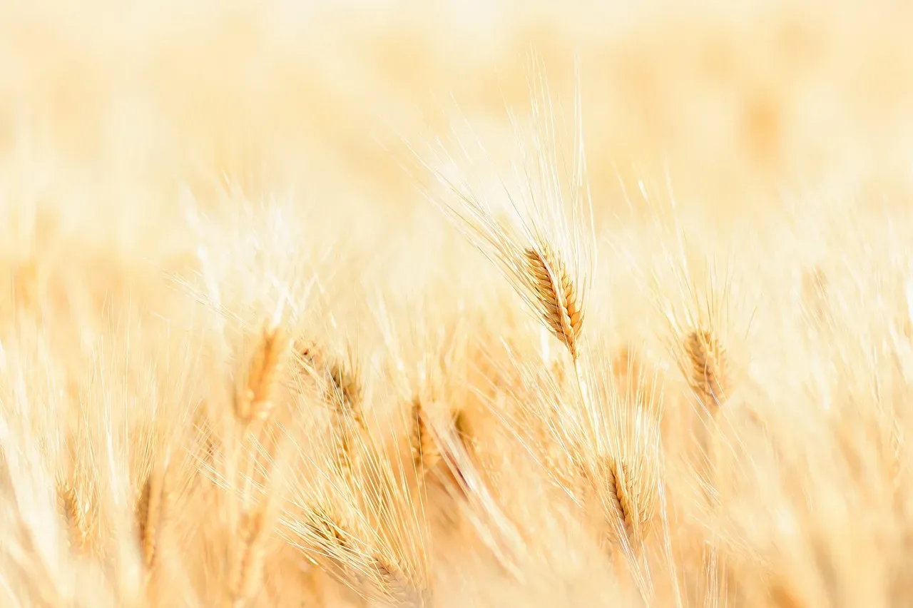 les hautes plaines du noyer — photo 1