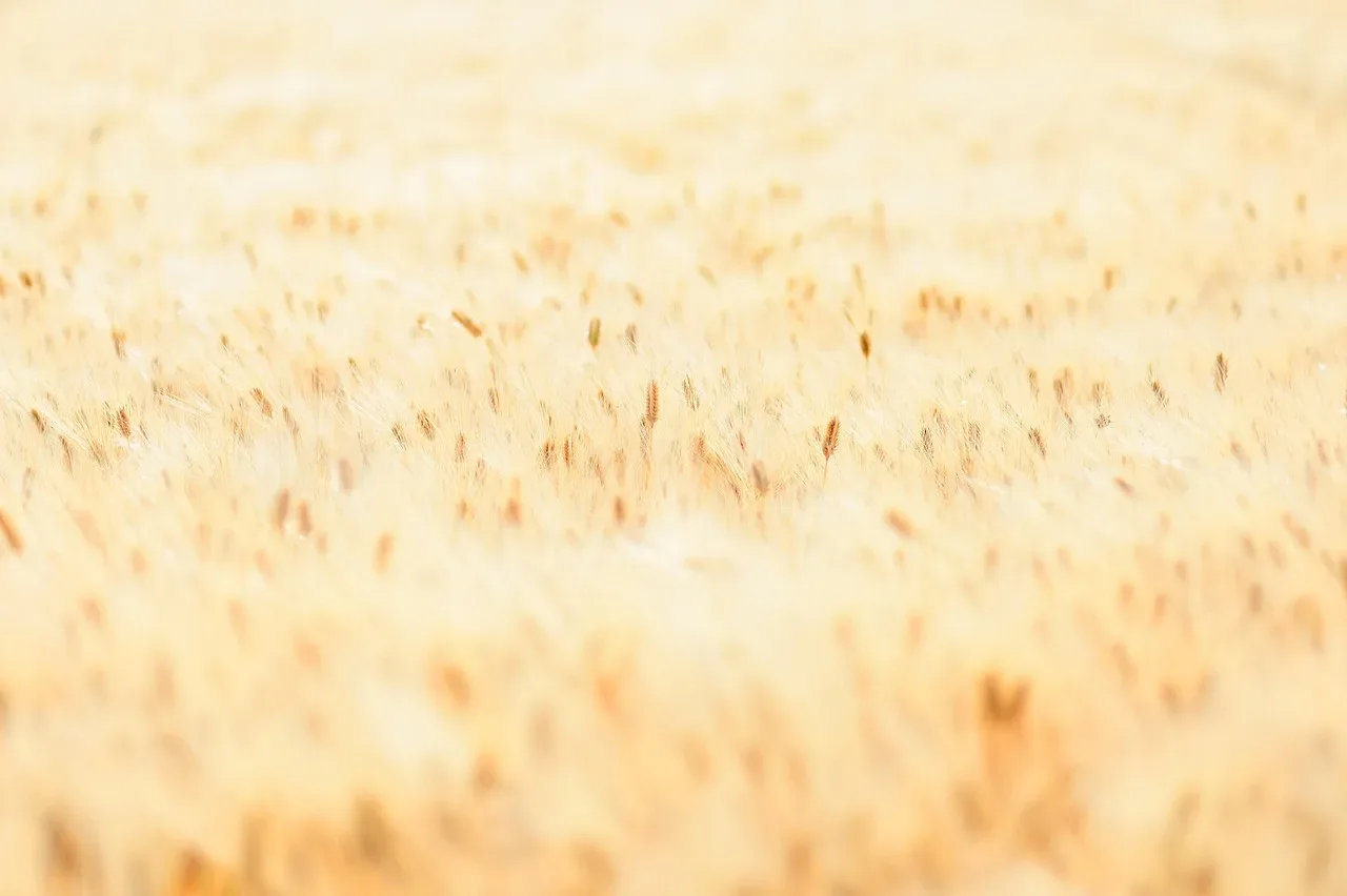 les plaines fleuries de la haie 270 002 — photo 1