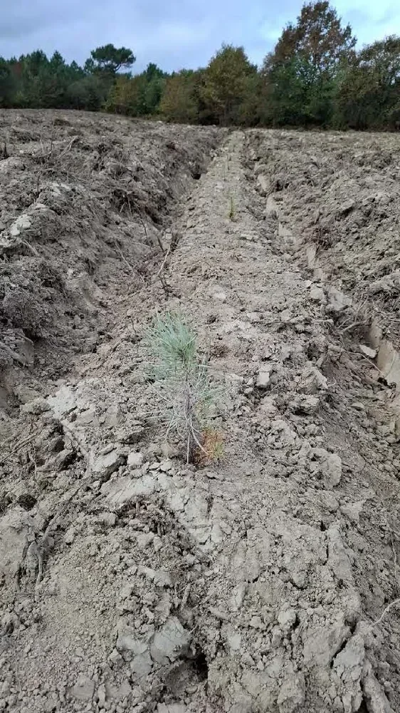 le bois de jordi — photo 1