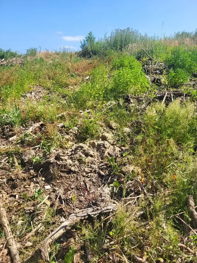 le bois de la besbre — photo 1