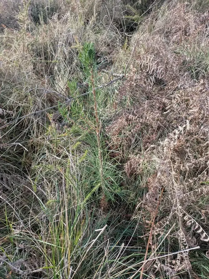 le bois de commensacq — photo 1