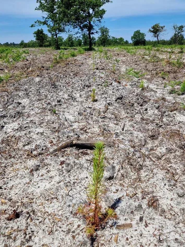 le bois de beterey saturnin 2 — photo 1