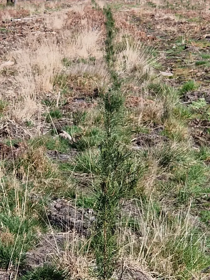 le bois de la lagune — photo 1