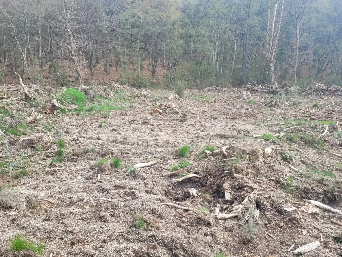 le bois des goths — photo 1