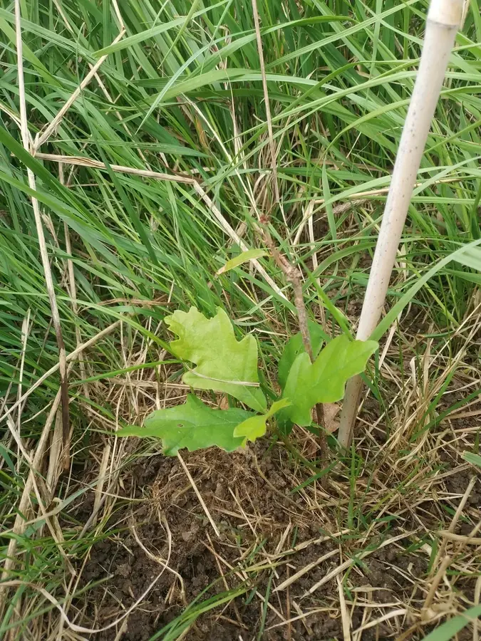 le bois de beaumarchais — photo 1