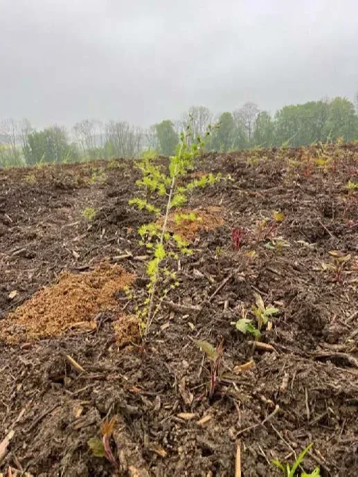le bois du muguet — photo 1