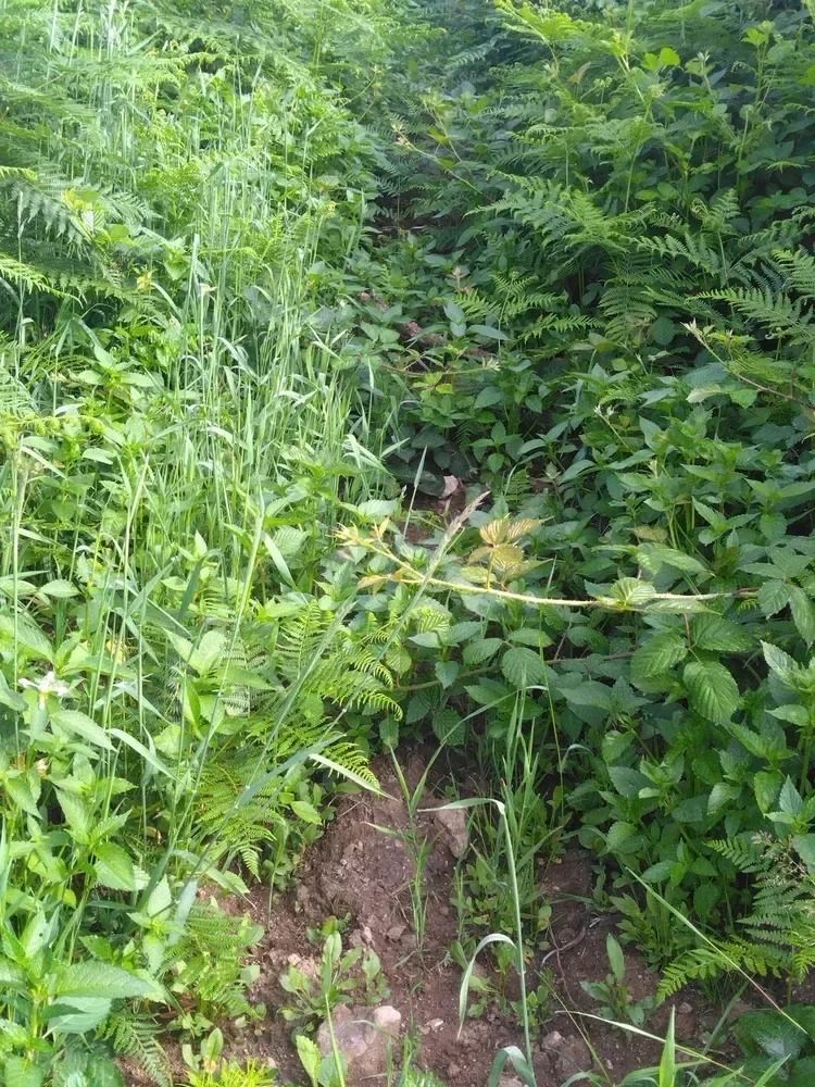 le bois des mille etangs la montagne — photo 1