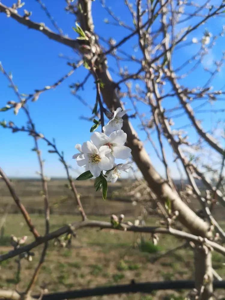 les vergers d anais d albi — photo 1