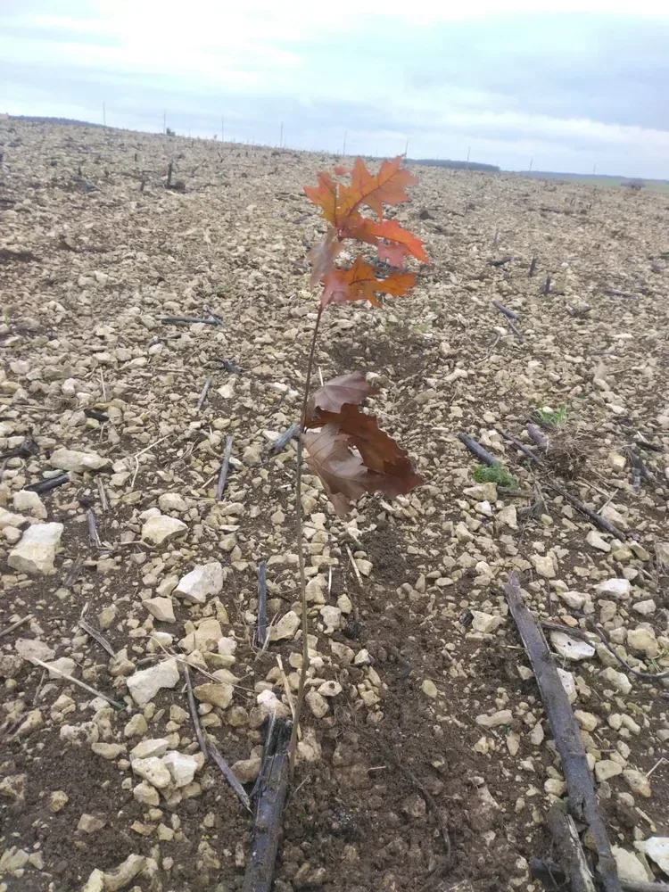 le bois de beauregard — photo 1