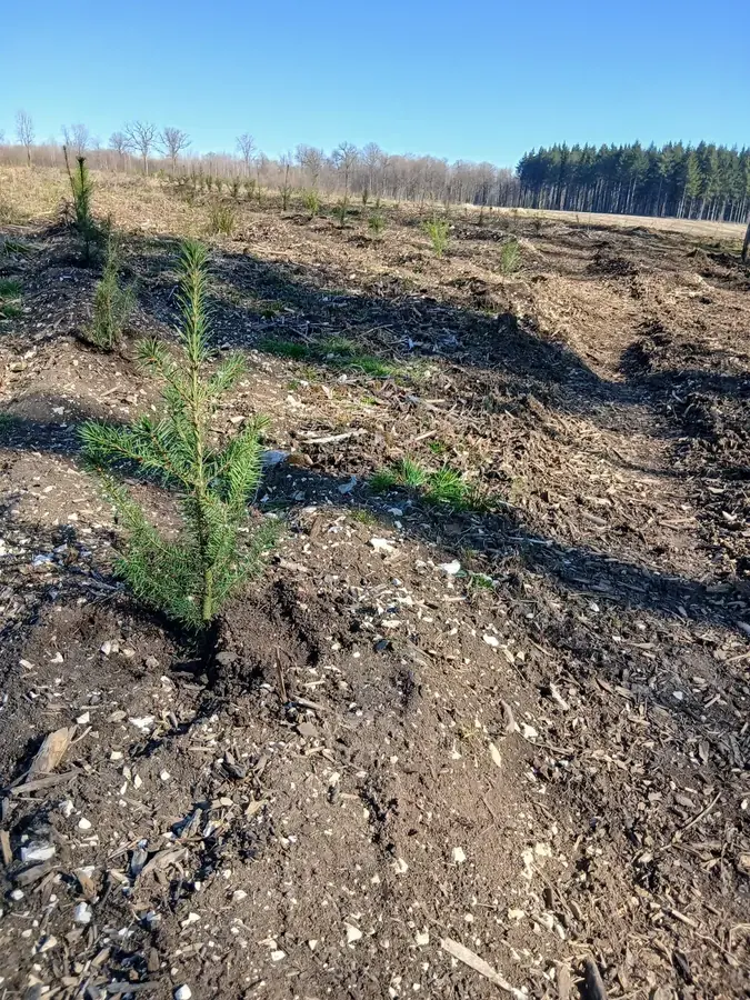 le bois du tremblot de dagonville — photo 1