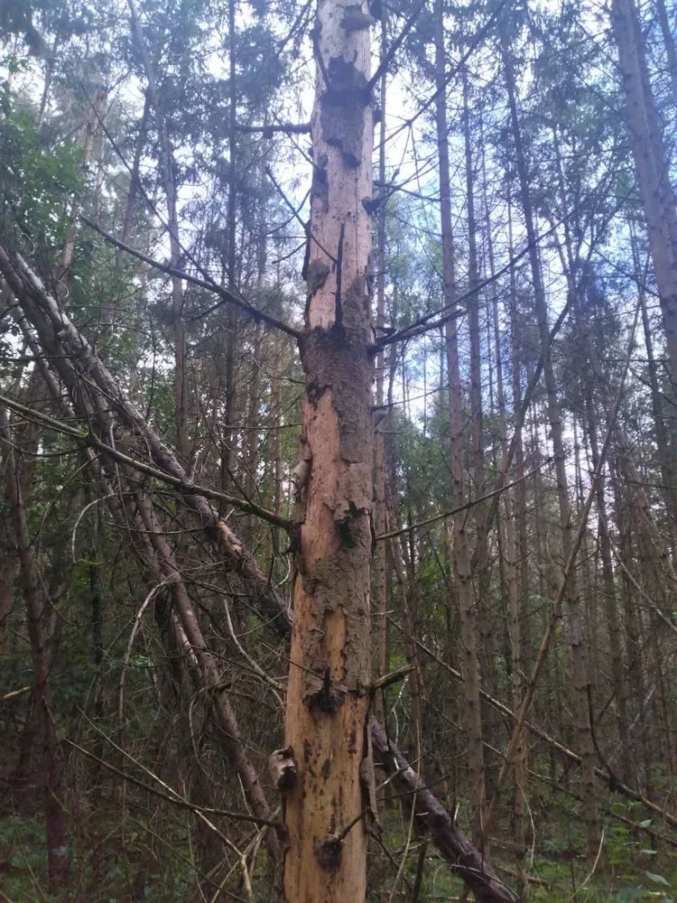 le bois de la dame — photo 1