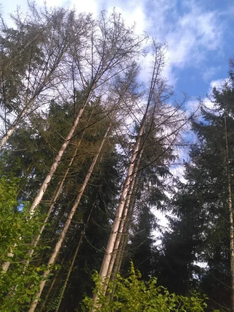 le bois de fleury dame 2 — photo 1